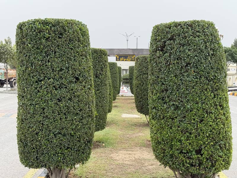 F. 17 T&T ECHS Size 30*60 Plot For Sale On Good Location First Come First Avail 20