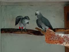 African grey comfirm breeder out standing quality parrot