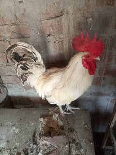 hen and cockerel rooster aseel Desi urgent sale