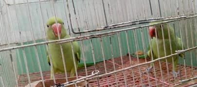 Ringneck parrot for sale