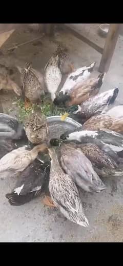 ducks healthy and active