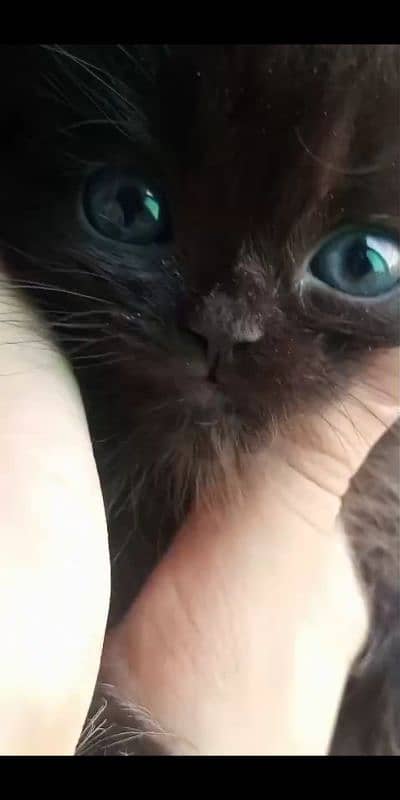 CHOCOLATE COLOR,TRIPLE COATED KITTEN,DELIVERY AVAILABLE ALL OVER 0