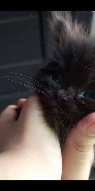 CHOCOLATE COLOR,TRIPLE COATED KITTEN,DELIVERY AVAILABLE ALL OVER 1