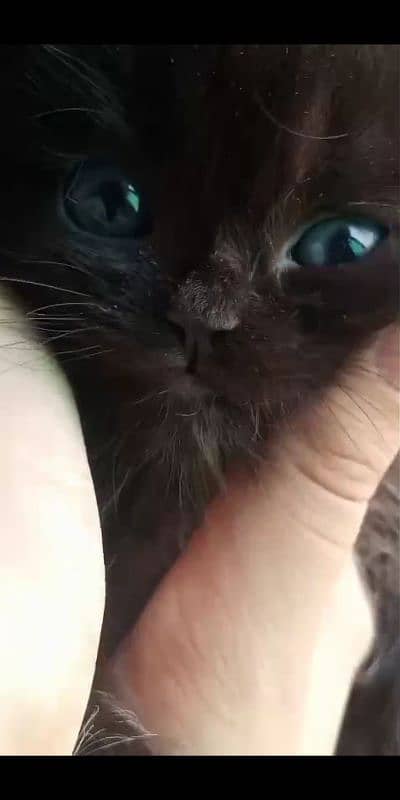 CHOCOLATE COLOR,TRIPLE COATED KITTEN,DELIVERY AVAILABLE ALL OVER 2