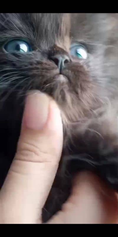 CHOCOLATE COLOR,TRIPLE COATED KITTEN,DELIVERY AVAILABLE ALL OVER 3