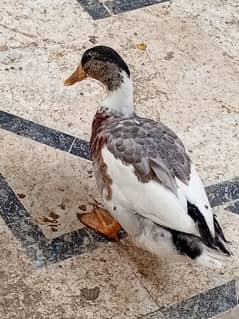 healthy beautiful male duck
