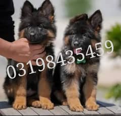 German Shepherd puppies 03198435459