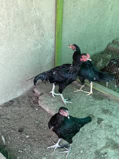 Aseel trio and 3 month chicks available for sale