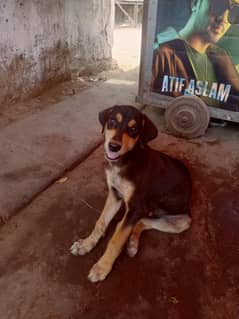 Dog Papy full active 3 months