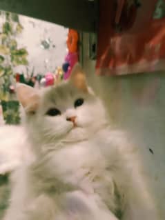 cute and halty pet