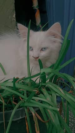 persian baby cat