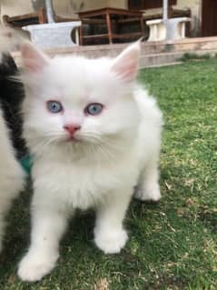 triple coated Persian kittens