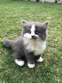 triple coated Persian kittens