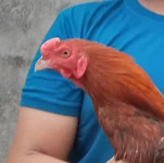 aseel