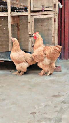 urgent 4 sale location multan