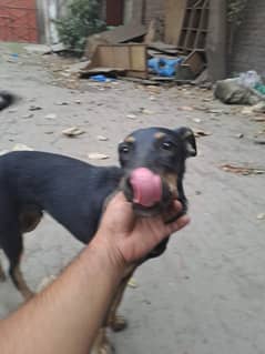 Dog
