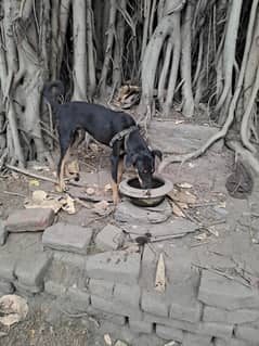 Dog dor sale
