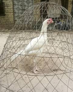 Aseel Heera patha