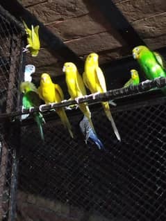 Budgie