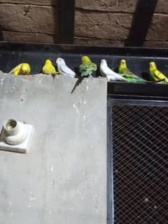 Budgie