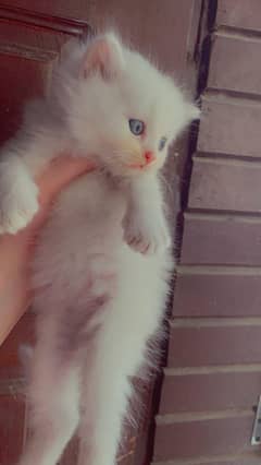 persian