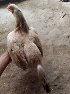 mianwali white cross red aseel hen