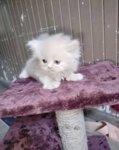 presian kitten available for sale active nd healthy