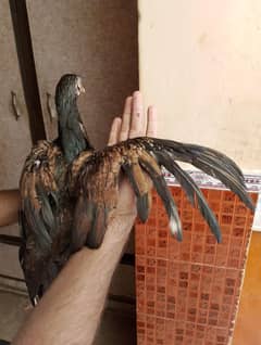 Aseel pathe female