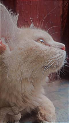 Persian cat