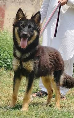 Alsheision bhagyary female 7 month for sale