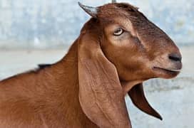 Fresh pure Goat milk Daily available