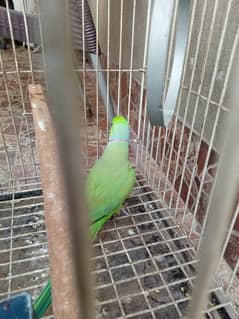 parrot far sale