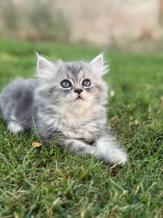 Persian kitten
