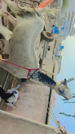 gulabi naak bakri+ mada bachi