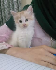 Persian Kittens