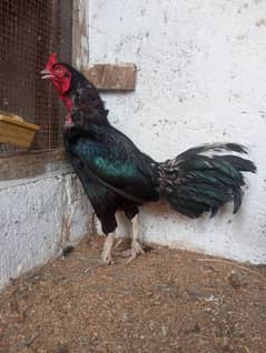 Pur Black Mushka