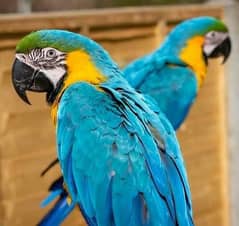 blue macaw parrot chicks for sale 03267238870