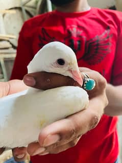 Pigeons For sell