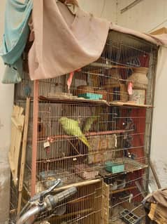 8 partition cage for birds. ( birds also available for sale
