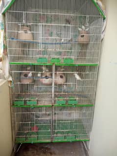 Java Birds 5 pairs with 5 Partition Cage