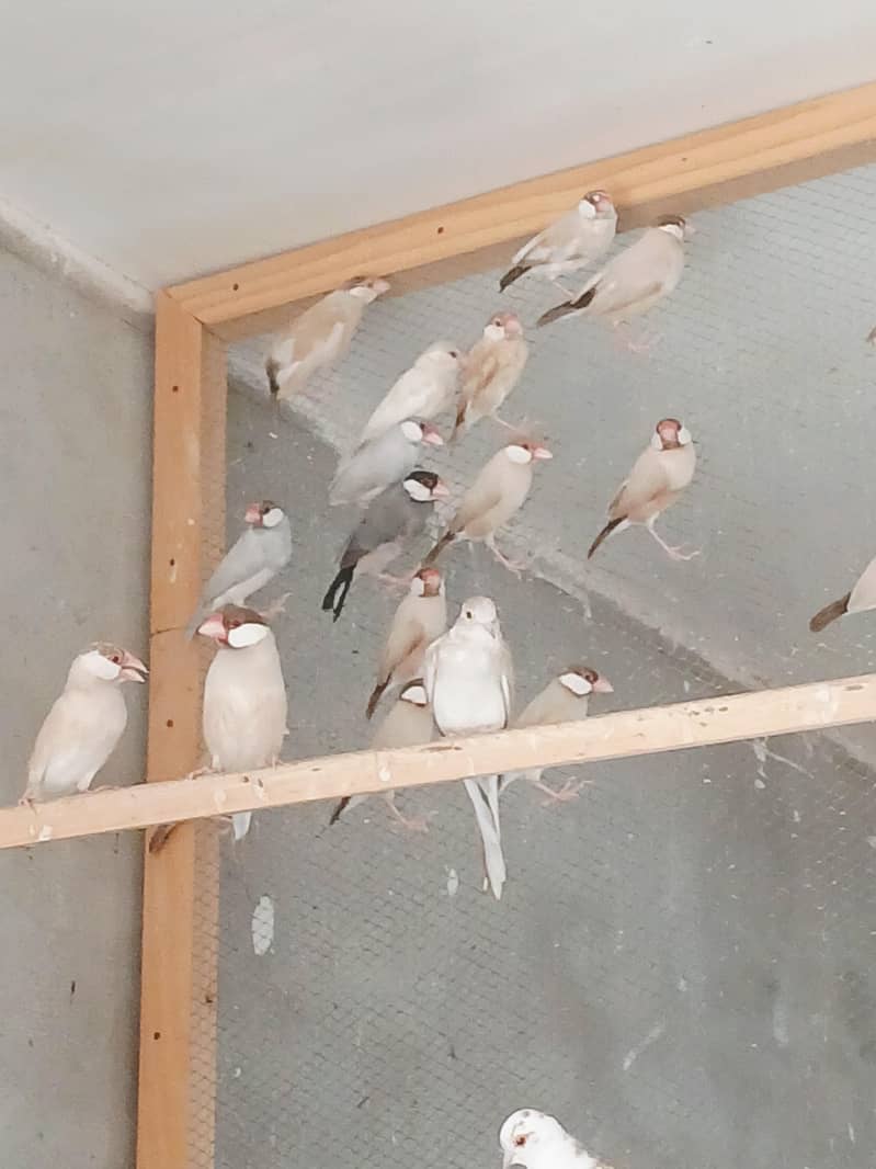 Fawn java silver java Albino java split 0