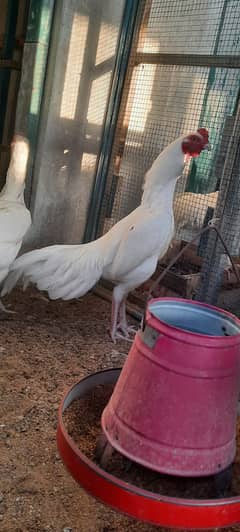 Paper white Heera chicks/ Mushka chicks