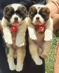 Alabai Dog |King Alabai |puppy |Alabai puppies |Central Asian Shepher