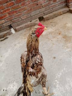 murga long height