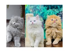 Persian hamalian british punch face piki face cat's and kitten's