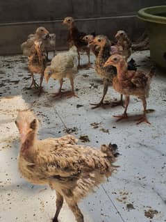 desi chicks age 1 and 2 months urgent sale