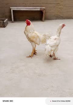 kandhari pair 2 Feamle & 1 male