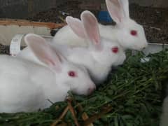 red eyes rabbit for sale