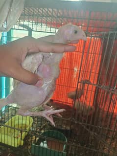 Heera Aseel (per piece)