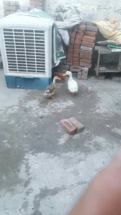 ducks